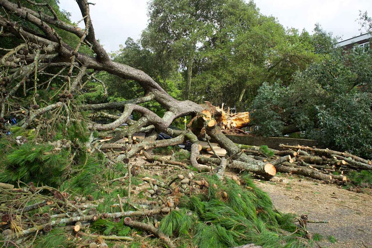 The Steps Involved in Our Tree Care Process in Rogers, MN